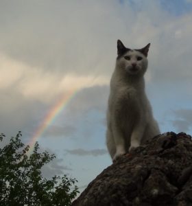 cat-in-rainbow