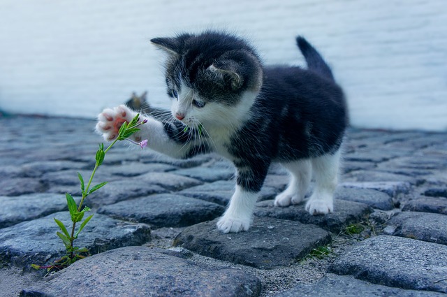 Taiji Katze trainiert das Schultergelenk